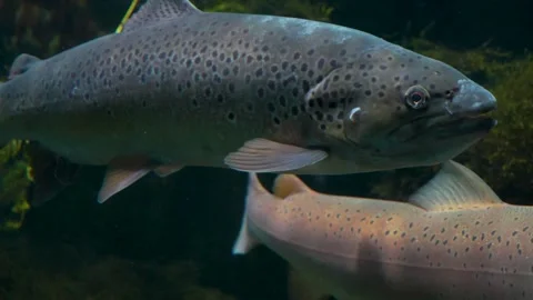 A large trout Stock Footage 278010494
