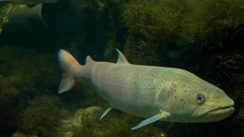 A large trout Stock Footage 278010557