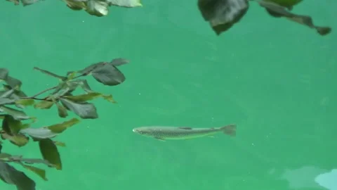 Large trout in the Gosausee lake, branches, summer, Alps, nature of Austria. 動画素材 313667516