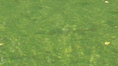 A large trout swims in the cold waters of a river in northern Spain - 380 Stock Footage 310795589