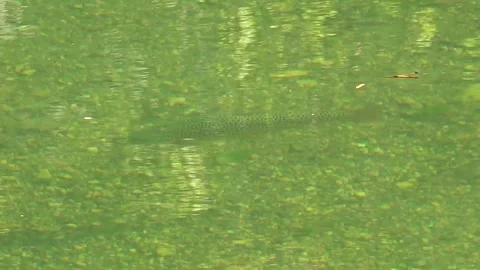 A large trout swims in the cold waters of a river in northern Spain - 378 Stock Footage 310795591