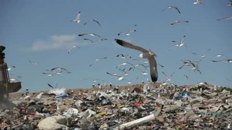 Large truck compacting trash at the dump HD603 Stock Footage 10918901