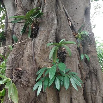 A large trunk of a banyan tree Stock Photos