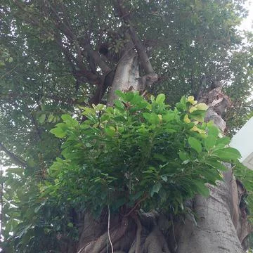 A large trunk of a banyan tree Stock Photos