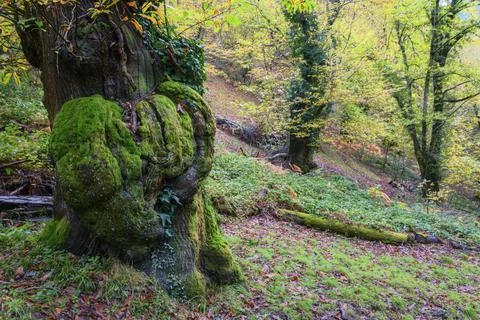 A large trunk of chestnut tree with a moss covered heart shaped intrusion Foto stock