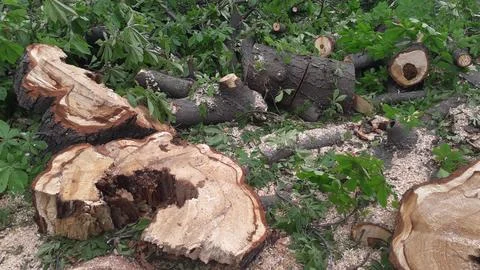 A large trunk of a fallen tree is cut into stumps Stock Photos