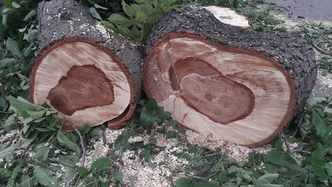 A large trunk of a fallen tree is cut into stumps Stock Photos