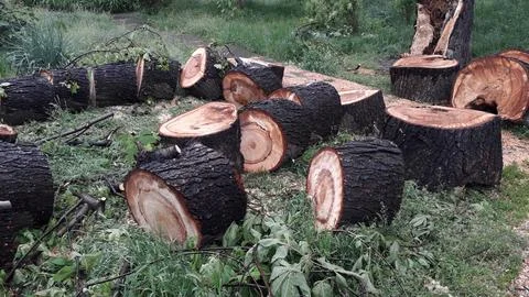 A large trunk of a fallen tree is cut into stumps Stock Photos