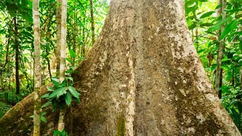 Large trunk Stock Photos