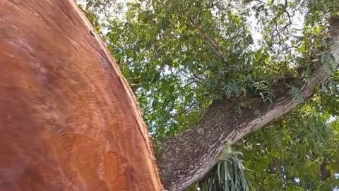 The large trunk of the rain tree appears sturdy. Stock Footage 327530133