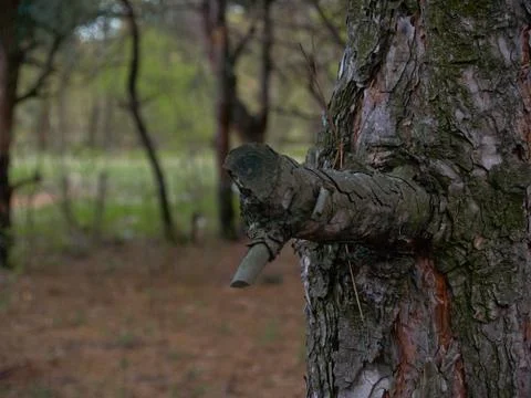 Large trunk with rough bark of pine. Stock Photos