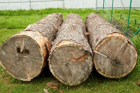 Large trunks of cut trees lie at the logging site Stock Photos