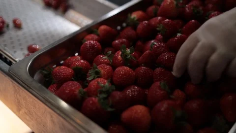 Large try of delicious strawberries Stock Footage 97094168