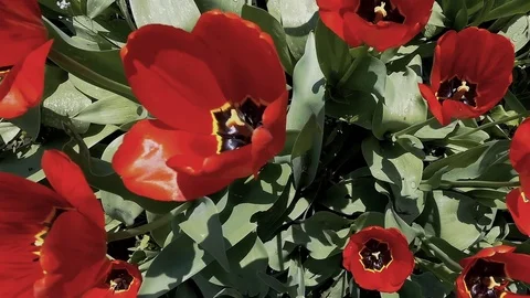 Large Tulip buds shake their head Video stock 91698668