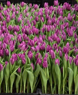 Large tulip nursery with rows of blooming pink and red yellow flowers in spring  Stock Photos