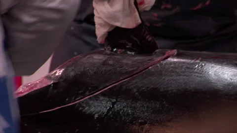 Large Tuna Butchered Stock Footage 139477629