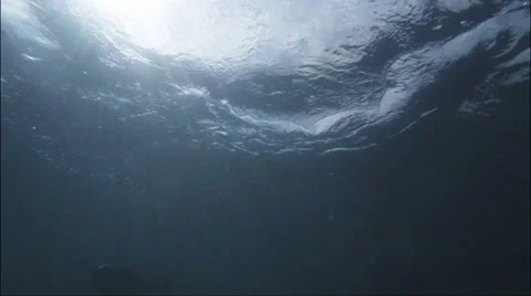 Large tuna 스톡 동영상 38650175