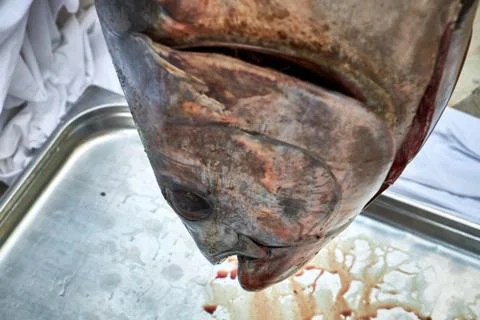 Large tuna hangs head down in the market Stock Photos