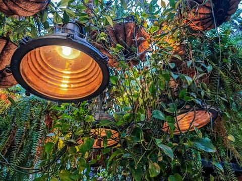 Large tungsten down lights warming the surrounding hanging ferns and ivy Stock Photos