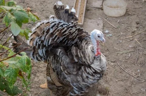 A large turkey in a farmyard setting with patterned-feather-fluff-texture-a.. Stock Photos