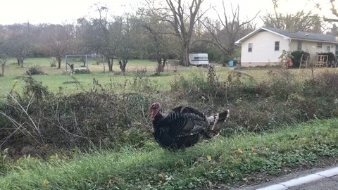 Large Turkey 動画素材 98792328