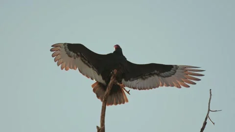 Large turkey vulture with wings spread on tree top Stock Footage 290164656