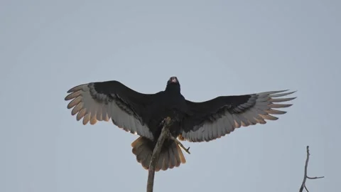 Large turkey vulture with wings spread in morning Stock Footage 290164663