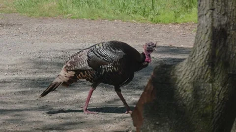 Large turkey walking behind tree Stock Footage 308344588