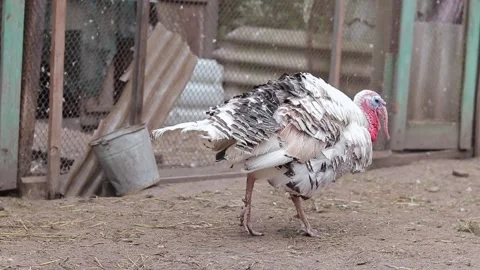 A large turkey walks around the yard in the rain Stock Footage 247132232