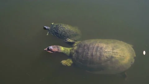 Large turtle and small turtle swim in tropical pond water Stock Footage 166105465
