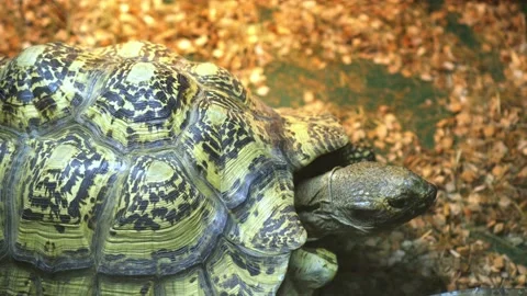Large turtle close-up in a large terrarium Stock Footage 139412759