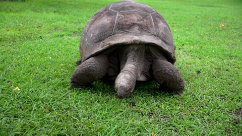 A large turtle crawls and eats green grass. Stock Footage 304619424