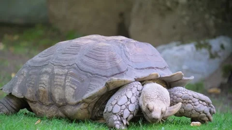 A large turtle eats fallen leaves. Stock Footage 304836366