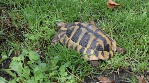 A large turtle eats grass Stock Footage 207383113