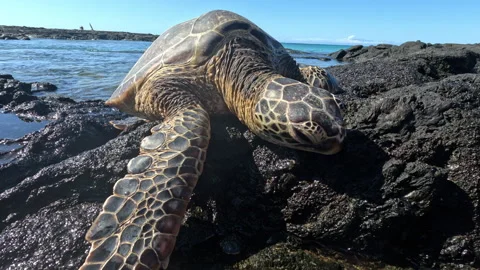 Large Turtle Laying on Suntouched Ocean Rock Stock Footage 270402628