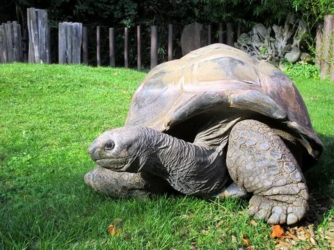 A large turtle lies in the grass Stock Photos