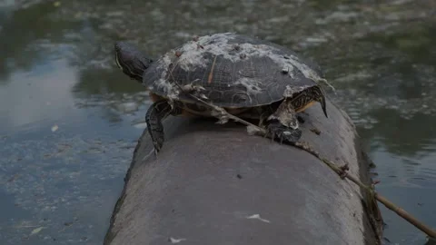 Large turtle lies on a pipe and basks in the sun-2 Stock Footage 131784979