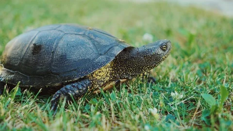 A large turtle is moving along the green grass Stock Footage 90806374