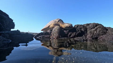 Large Turtle Resting on Ocean Rocks with Arm in Water Pool Stock Footage 270402611