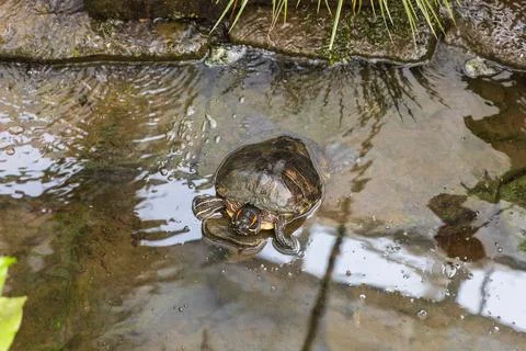 A large turtle with a shell. The turtle has a body outside the shell. Magni.. Stock Photos