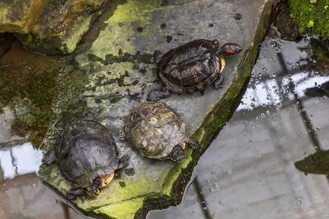 A large turtle with a shell. The turtle has a body outside the shell. Magni.. Stock Photos