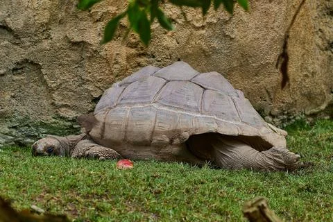 A large turtle sleeps with its head and paws stretched out Stock Photos