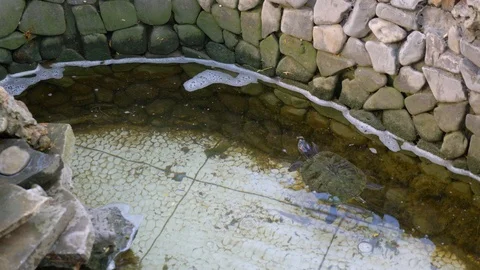 A large turtle swims in an artificial pond in the yard Stock Footage 124785508