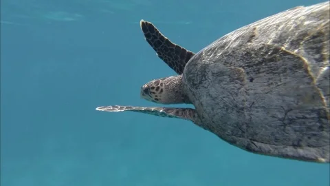 Large turtle swims under the water. Indian Ocean Video stock 89076618