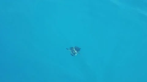 A large turtle swims underwater. Stock Footage 208099831