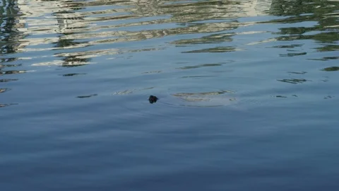 Large Turtle Underwater Getting Air Stock Footage 116638216