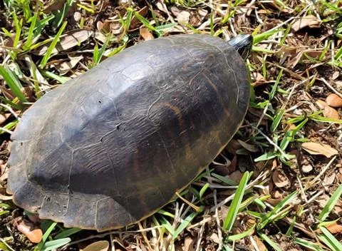 Large Turtle Walking on the Ground in Florida Stock-Fotos