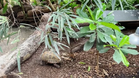 Large turtle walking on ground in tropical environment Stock Footage 333773523