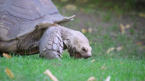 A large turtle walks across the lawn and eats grass. Stock Footage 304832889