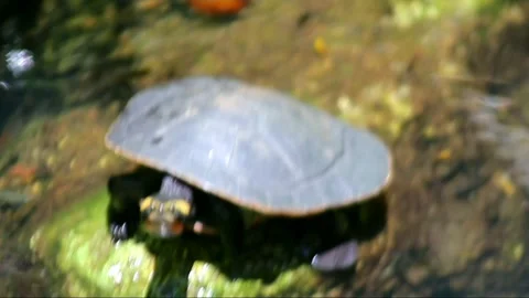 Large Turtle on a Watery Rock Landscape View Stock Footage 237353628